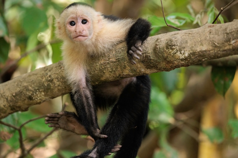 white-faced capuchin profile 