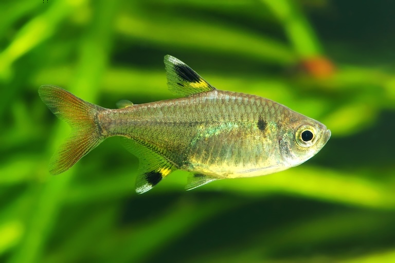x-ray tetra profile