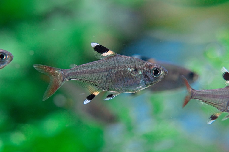 x-ray tetra swim