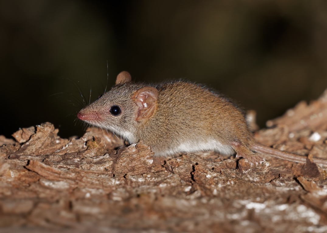 xanthippes shrew eyes