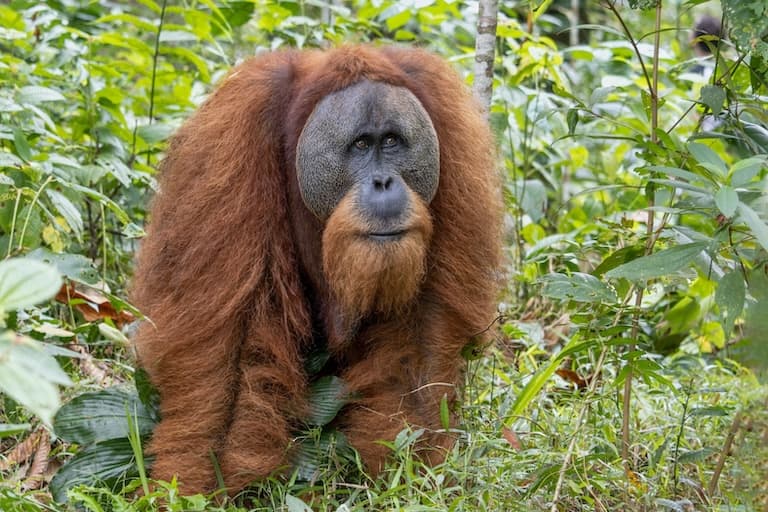Tapanuli Orangutan adult male gazing around