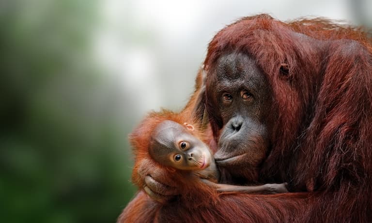 Tapanuli Orangutan mother and young one