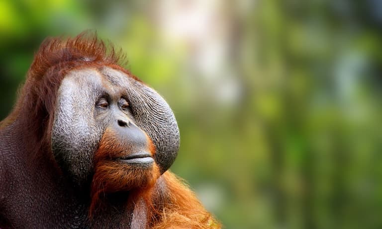 Tapanuli Orangutan profile