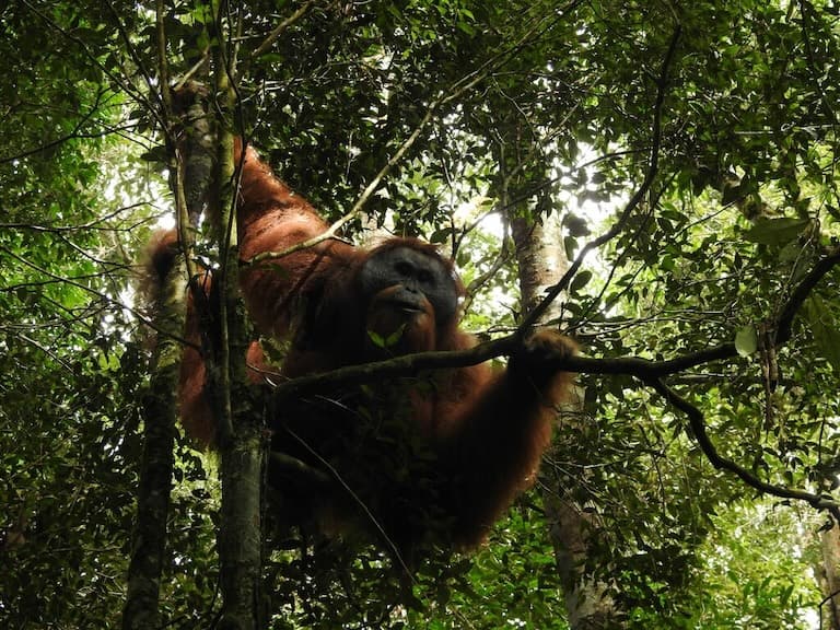 Tapanuli Orangutan up on a tree in the forest