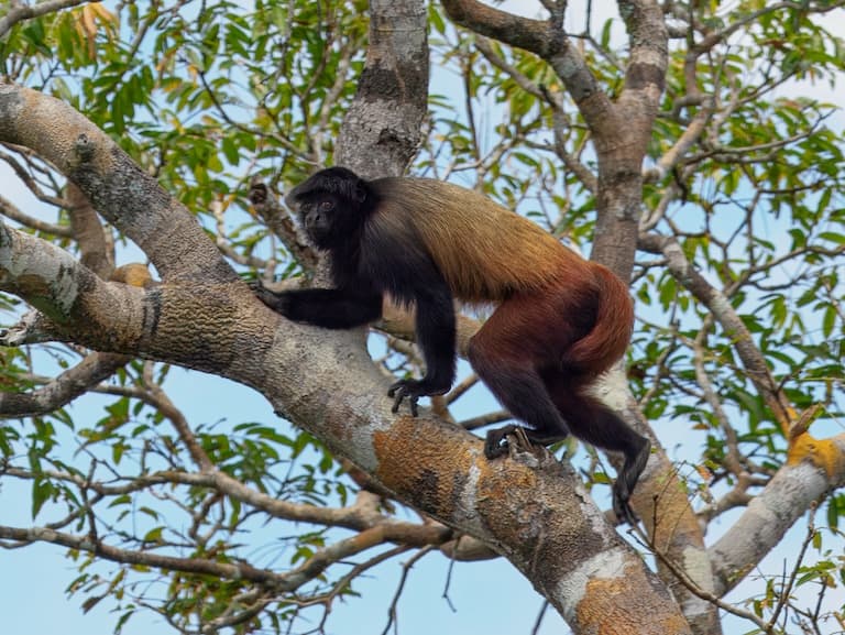 Uakari climbing up a tree