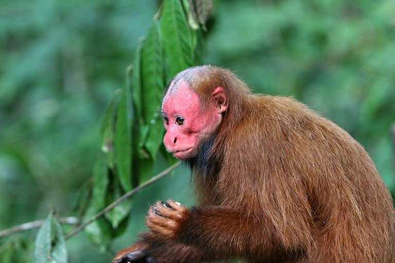 Uakari pink face