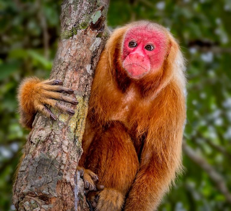 Uakari profile