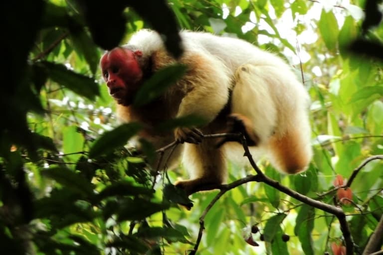 Uakari sneaking in the trees