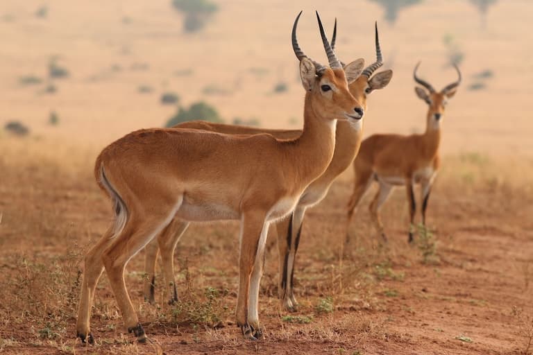 Ugandan Kobs in a group