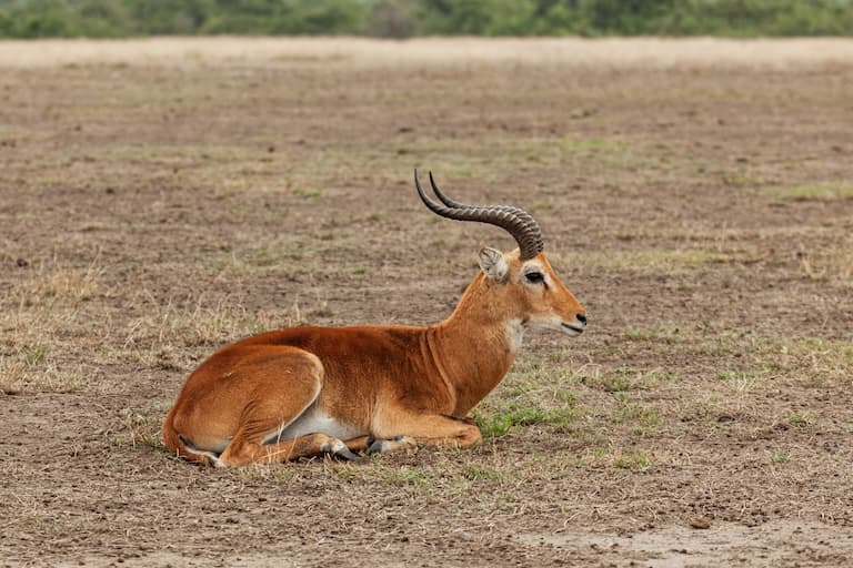 Ugandan Kob resting in the savannah
