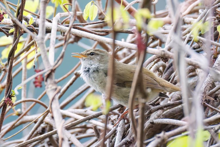 Uguiso singing among the tree branches