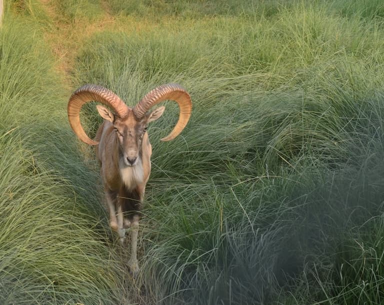 Urial in a green bush