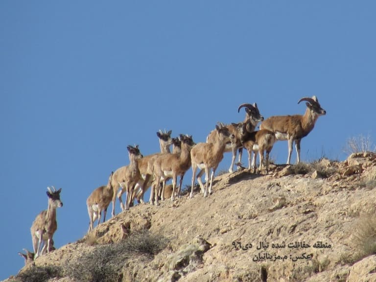 A group of Urial going up a hill