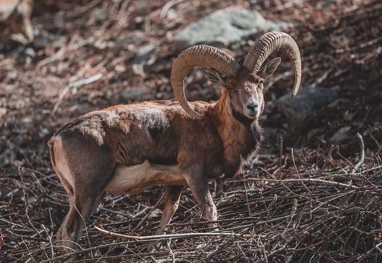 Urial profile view