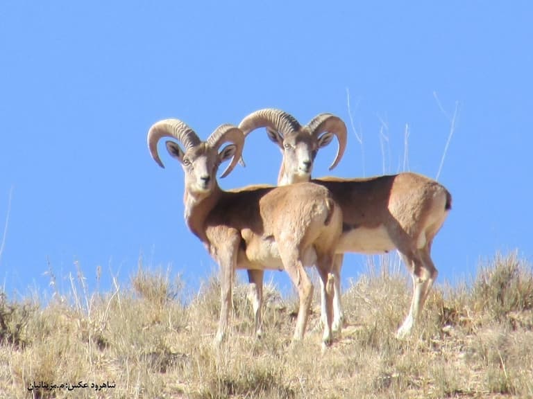 Two Urial looking straight at the Camera
