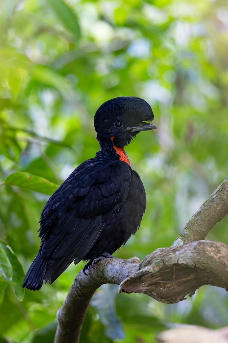 bare-necked umbrellabird
