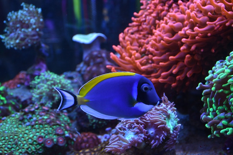 blue tang