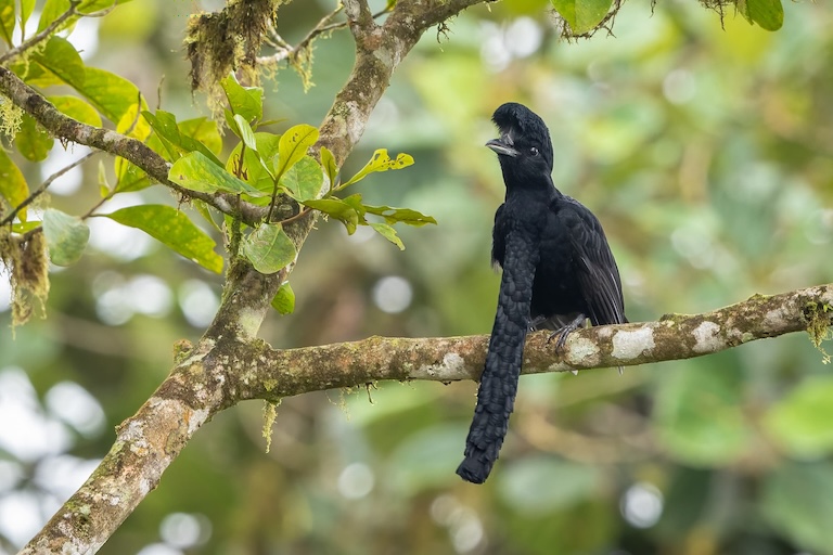 long wattled umbrella bird perched