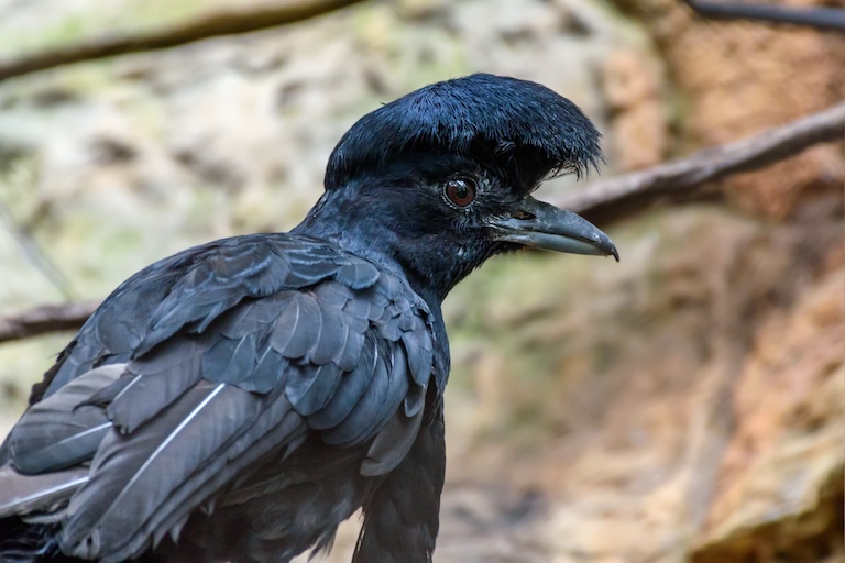 long-wattled umbrellabird profile