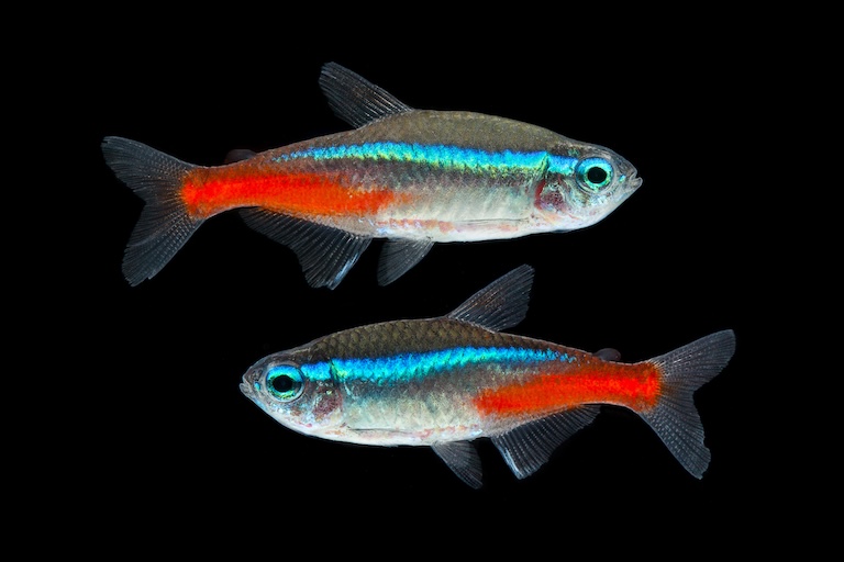 neon tetra lampfish