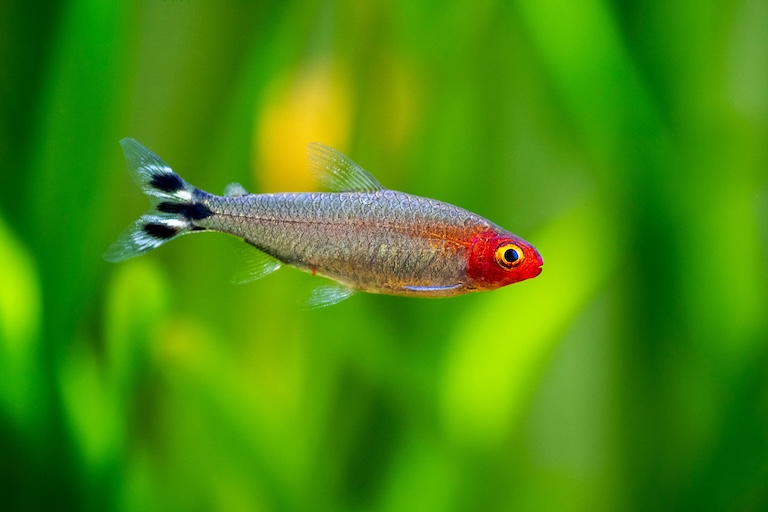 rummy nose tetra