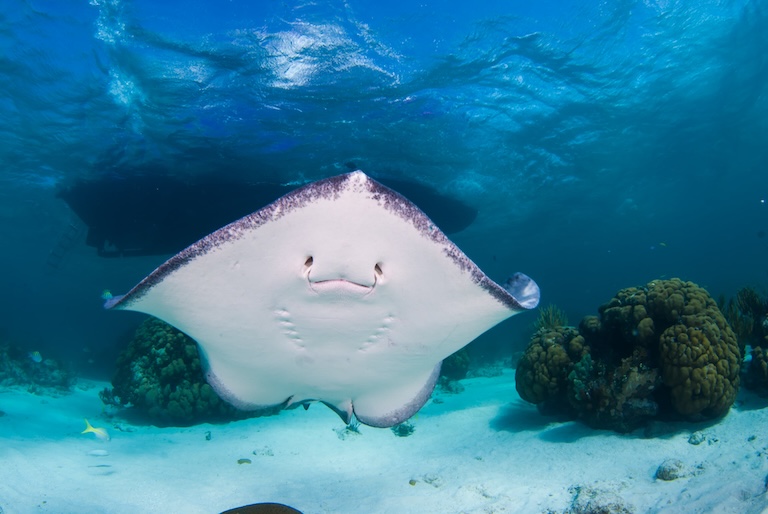 southern stingray