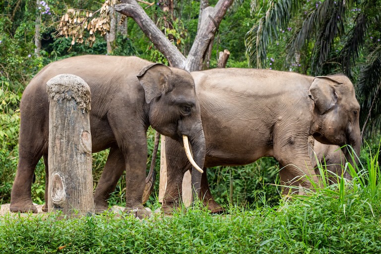 sumatran elephant herd