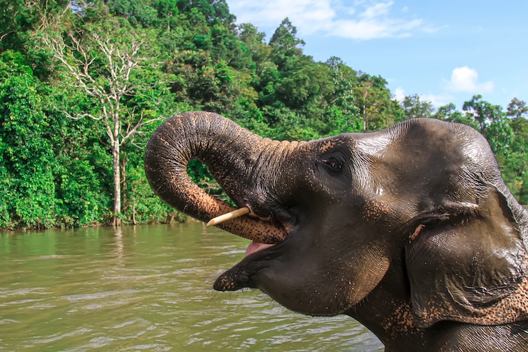 sumatran elephant profile