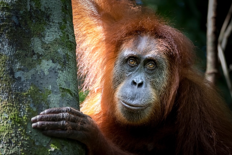 sumatran orangutan-profile