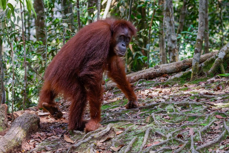 sumatran orangutan-walking