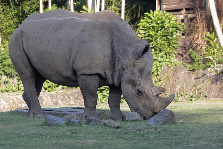sumatran rhinoceros eating grass