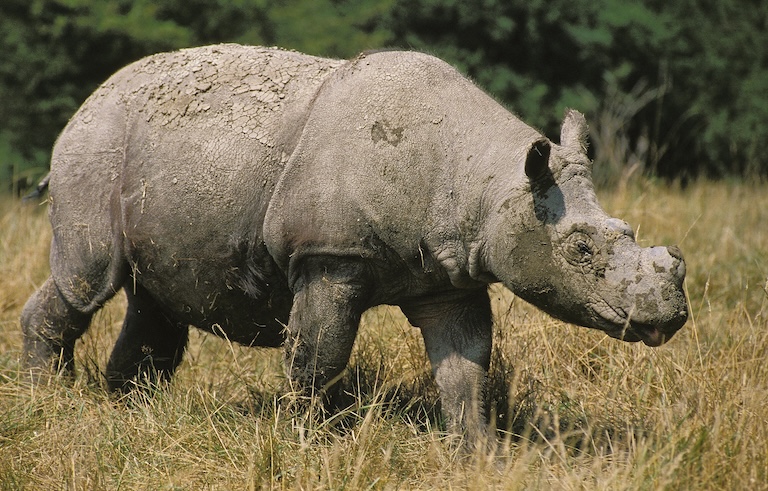 sumatran rhinoceros grazing