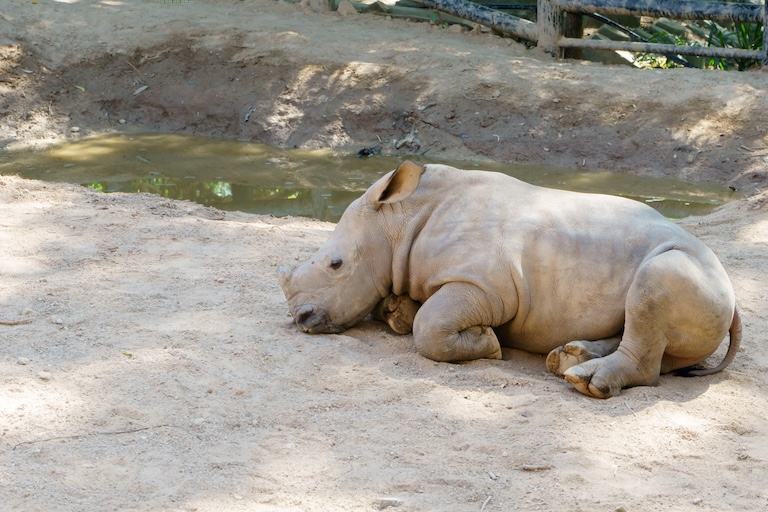 sumatran rhinoceros resting