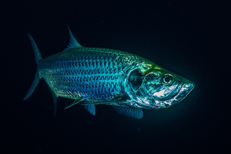 silvery tarpon