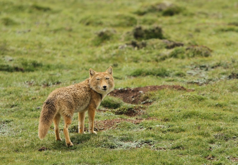 tibetan fox in a field