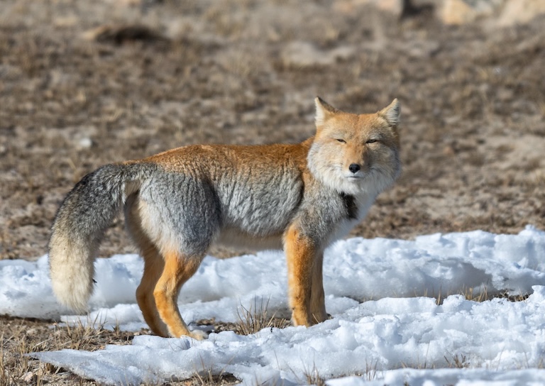 tibetan fox profile