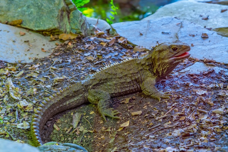 tuatara on the rock
