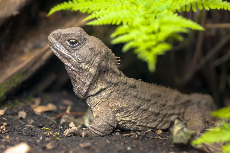 tuatara profile
