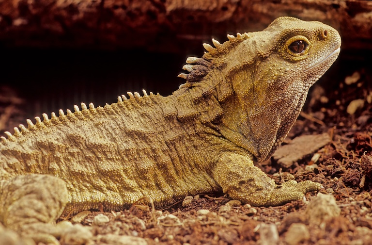 tuatara sunbathe