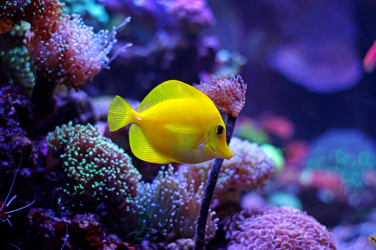 yellow tang