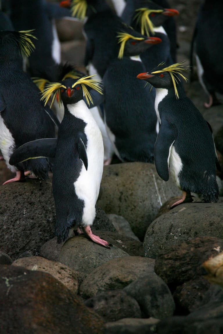 Rockhopper Penguins in a group
