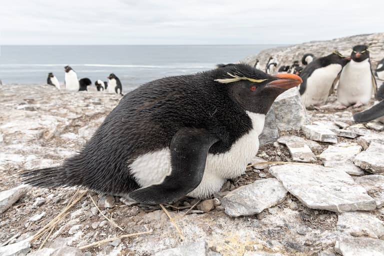 Rockhopper Penguin sitting on a nest