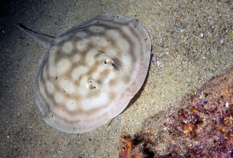 Round Stingray in an aquarium 