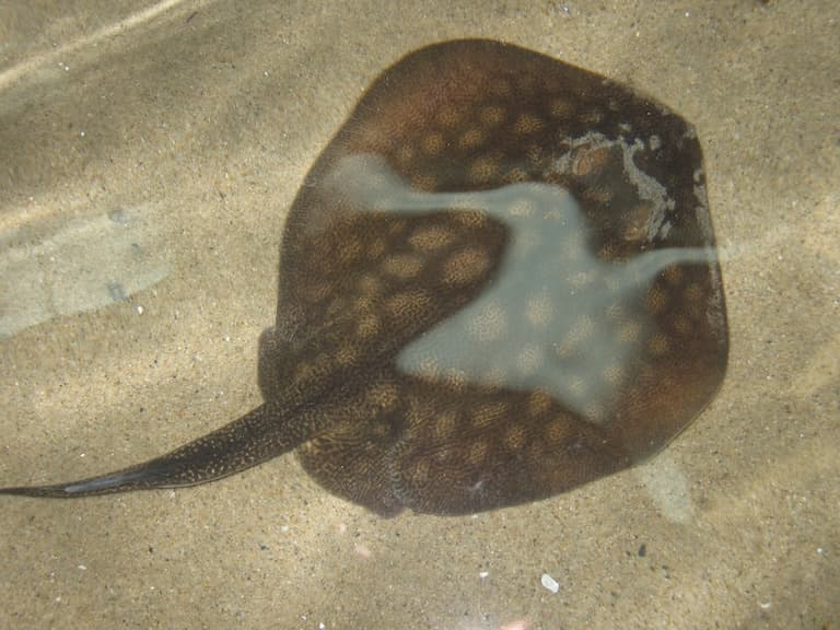 Round Stingray profile