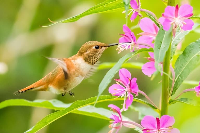 Rufous Hummingbird collecting nectar from the flowers