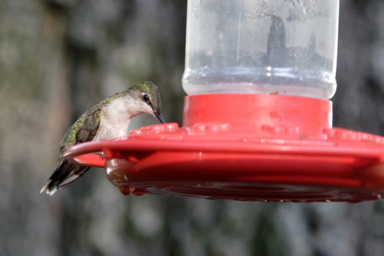 Rufous Hummingbird on a feeder