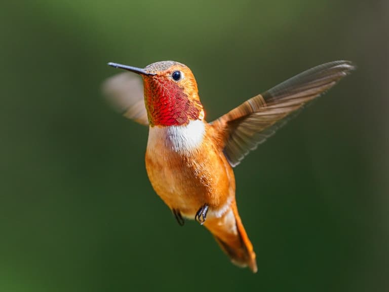 Rufous Hummingbird hovering in the sky