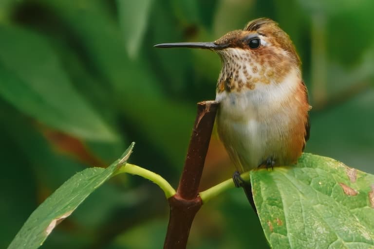 Rufous Hummingbird profile
