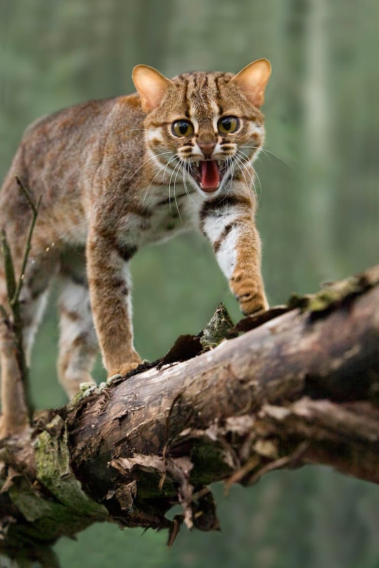 Rusty-spotted cat in a defensive mode