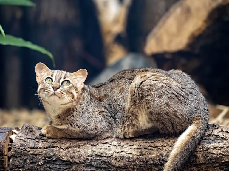 Rusty-spotted cat resting on a log of wood